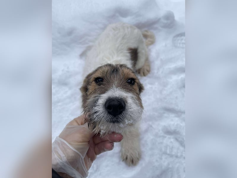 BRODIE - ist bereit für Abenteuer *reserviert*