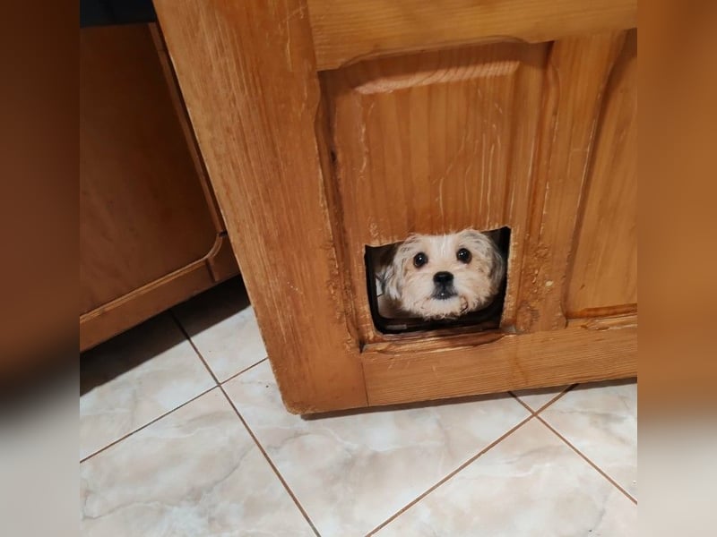 PIXEL - Traumzuhause gesucht