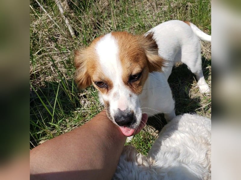 ILA - sanfte Seele sucht ihre Menschen