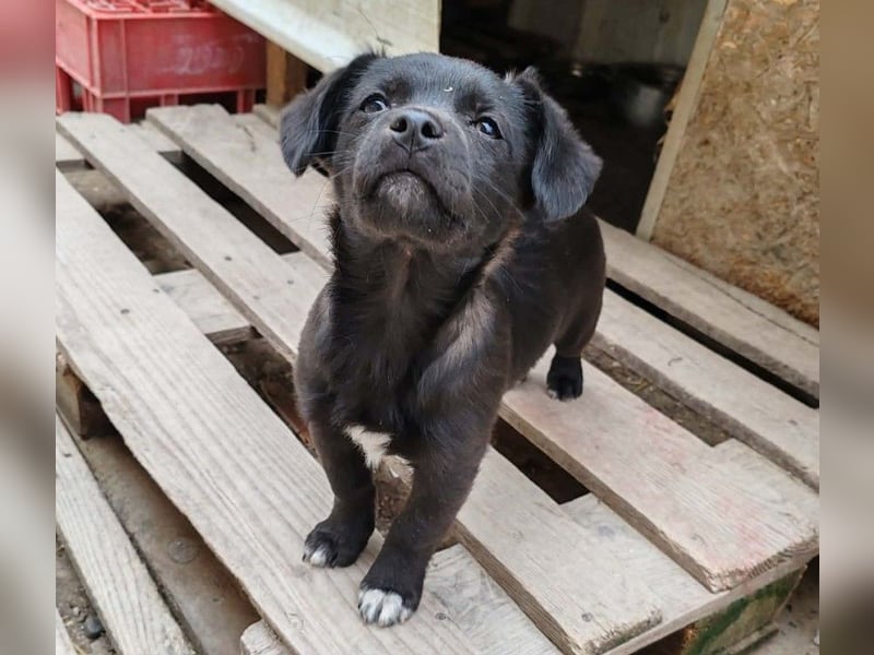 LORIS - Traumzuhause gesucht