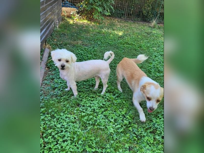 MANUEL - braucht sein eigenes Körbchen