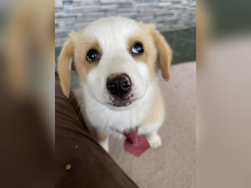 PERRY - kleiner Zuckerbub *reserviert*