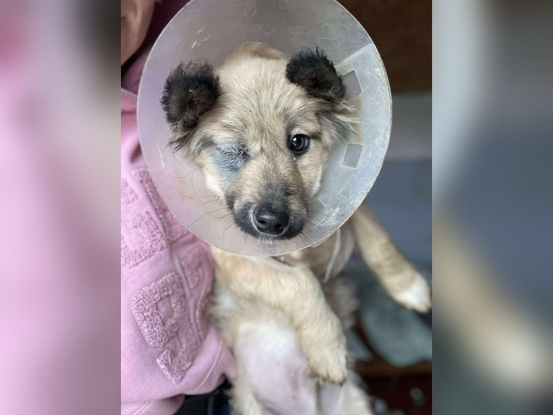 LUPIN - einäugiger Schatz sucht seine Menschen