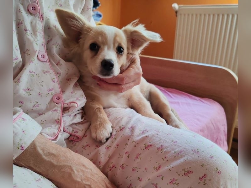 ZIZIE - liebevolles Hundekind