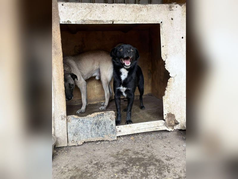 BLACKY - schwarze Schönheit