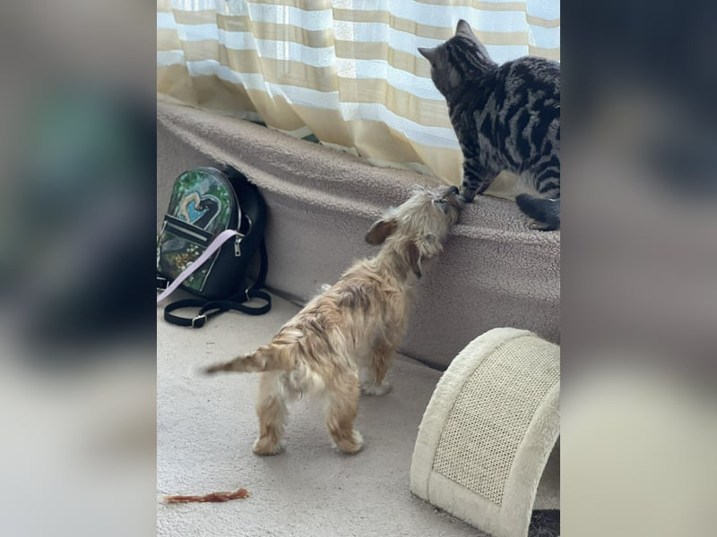 PEANUT - kleine Frohnatur sucht ihre Menschen