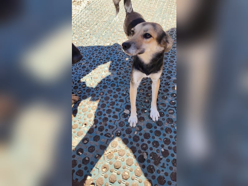 ANNIE - Traumzuhause gesucht