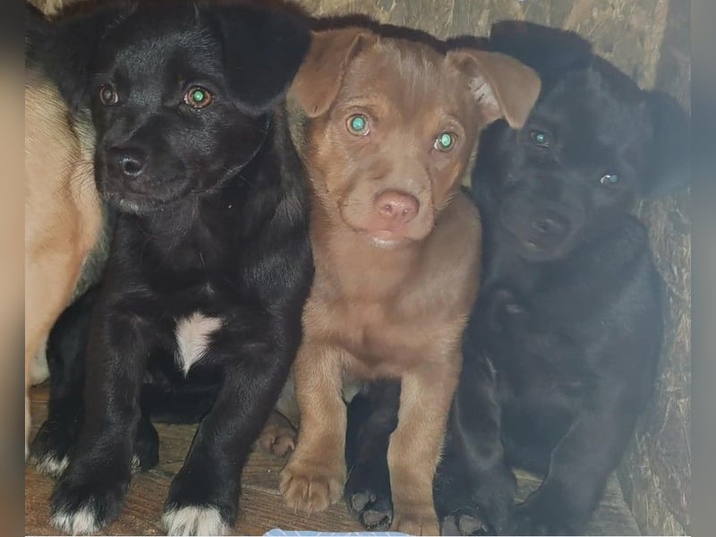 LEVON - darf er mit dir die Welt entdecken?