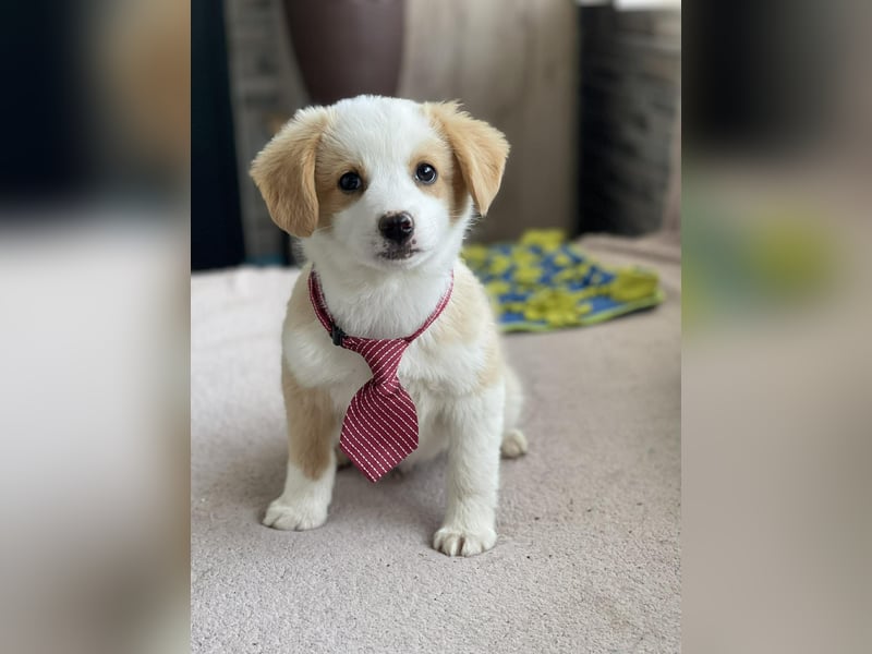 PERRY - kleiner Zuckerbub *reserviert*