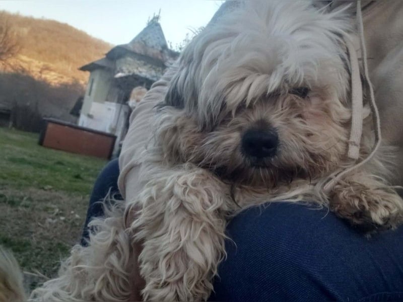 HAROO - liebevoller Zottel *reserviert*