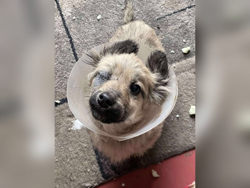 LUPIN - einäugiger Schatz sucht seine Menschen