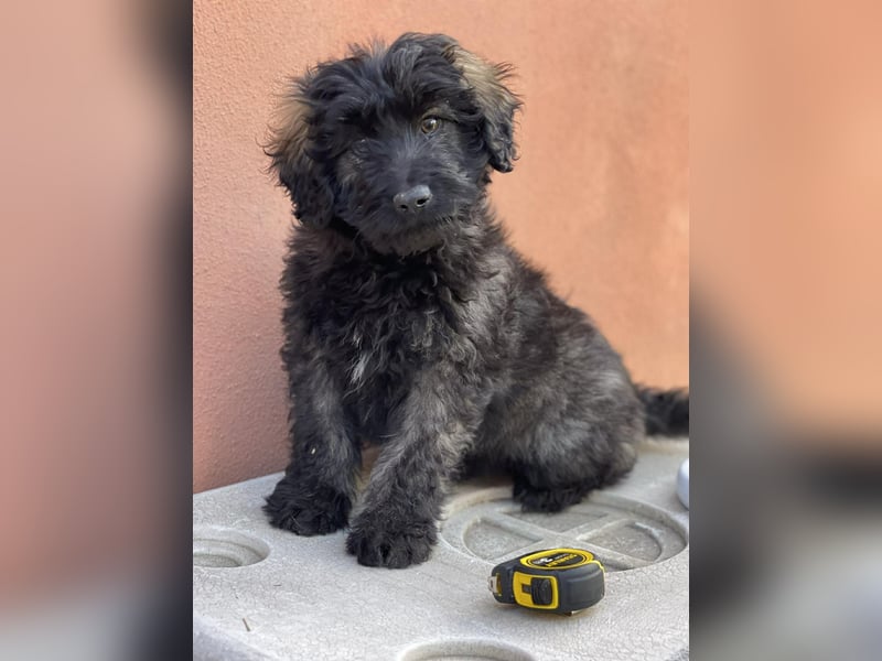 JAKE - süßer Zottel sucht seine Menschen