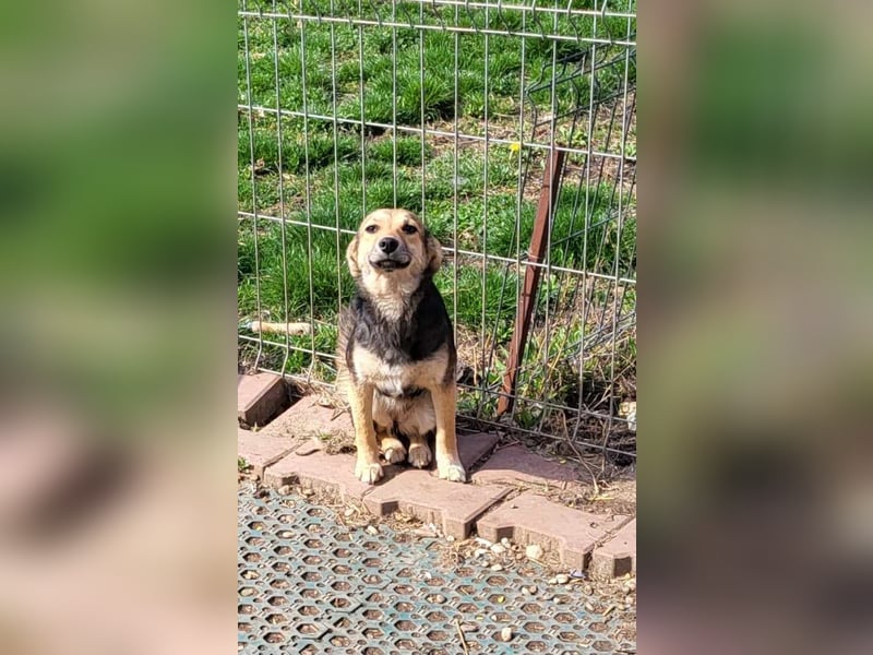 ANNIE - Traumzuhause gesucht