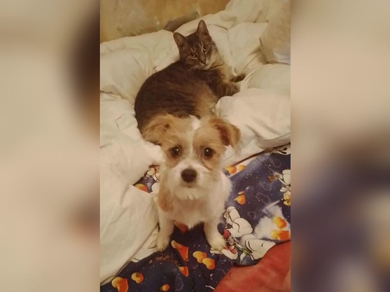 TAPSI - aufgewecktes Hundemädchen *reserviert*