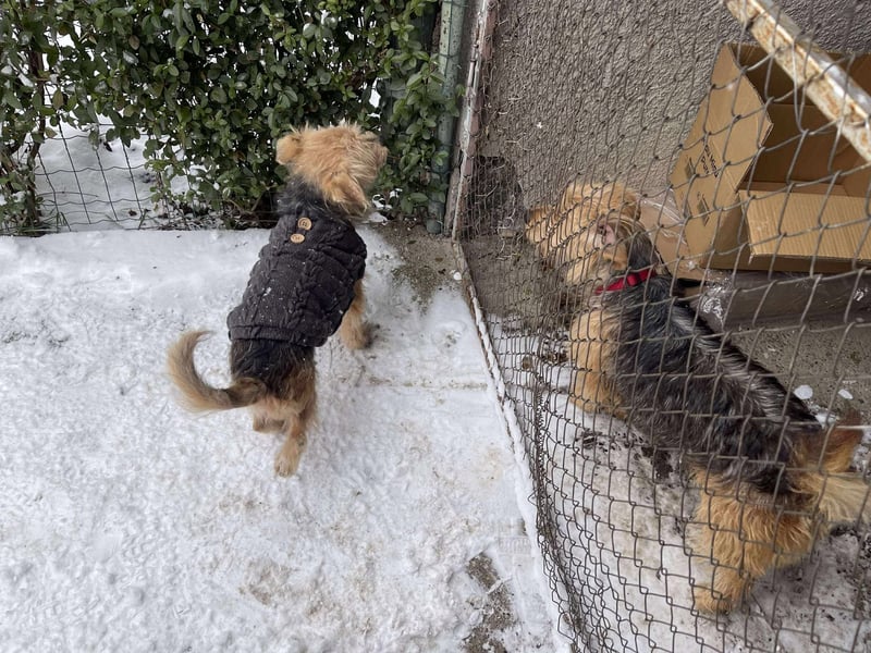 PIP - liebevolle Hundedame