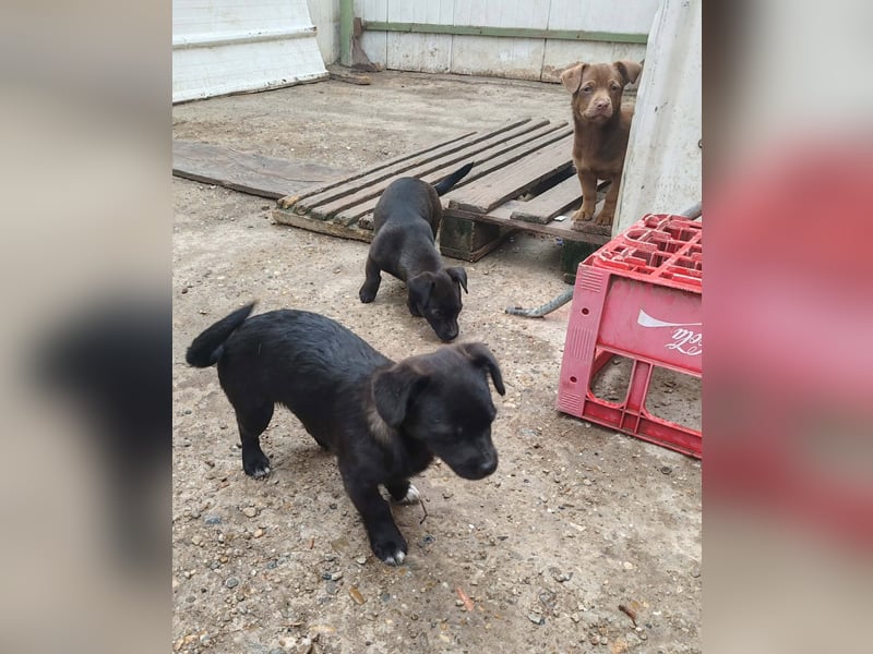 LEVON - darf er mit dir die Welt entdecken?