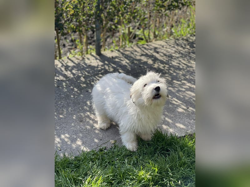 SNOWY - braucht ein eigenes Körbchen