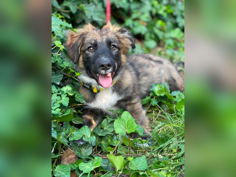 COOPER - verspielter Schatz