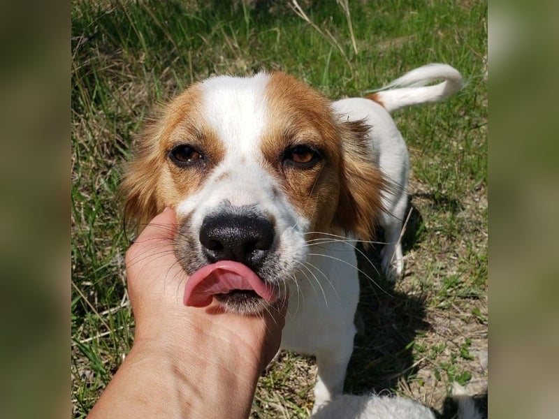 ILA - sanfte Seele sucht ihre Menschen