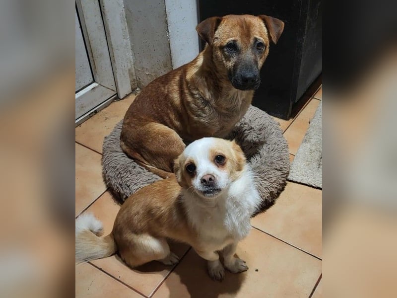TEDDY - liebevoller Hundebub