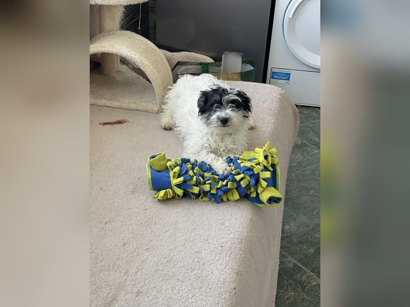 PATCH - sanfte Seele sucht seine Menschen