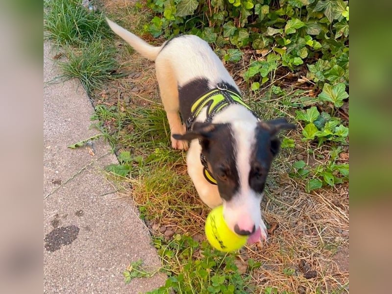 LEXY - kleiner Schatz