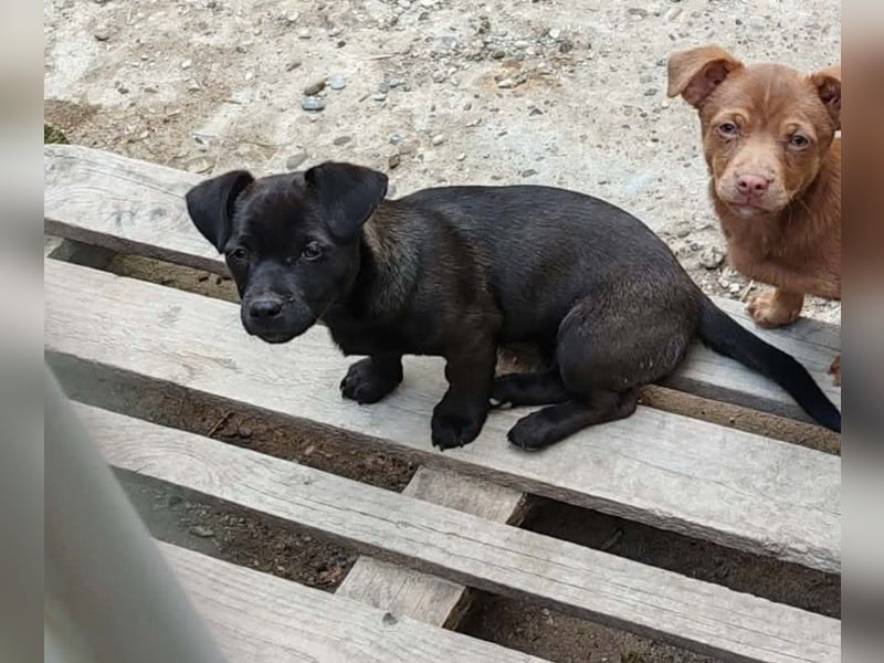 LILLA - schwarze Schönheit