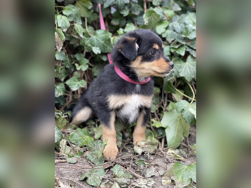 POLLY - kleine Herzensdame