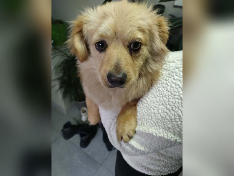 MICKY - sanfter Engel sucht seine Menschen *reserviert*