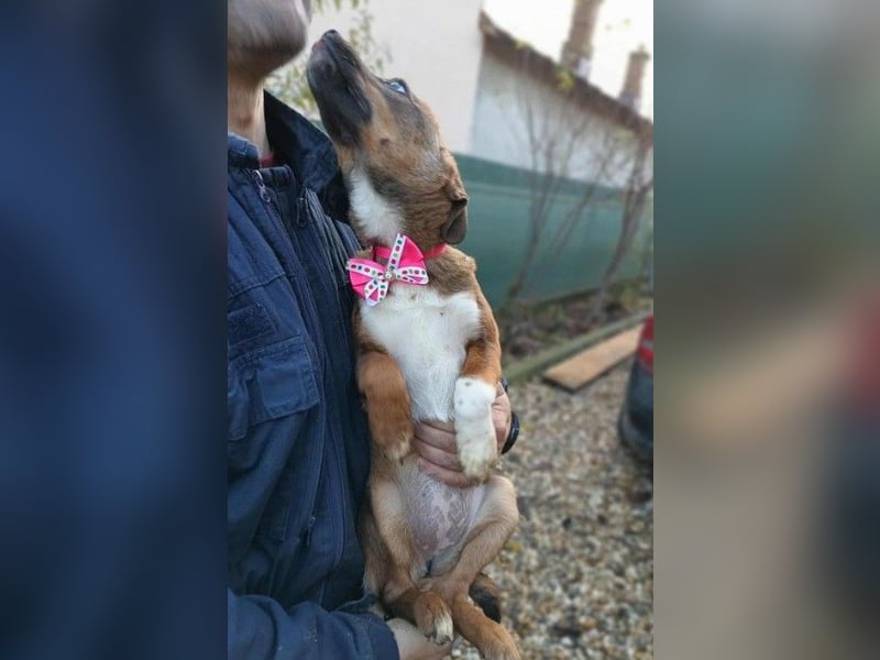 DORA - süßes Hundemädchen