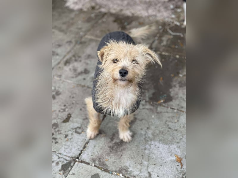 PIP - liebevolle Hundedame