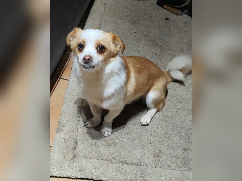 MANUEL - braucht sein eigenes Körbchen