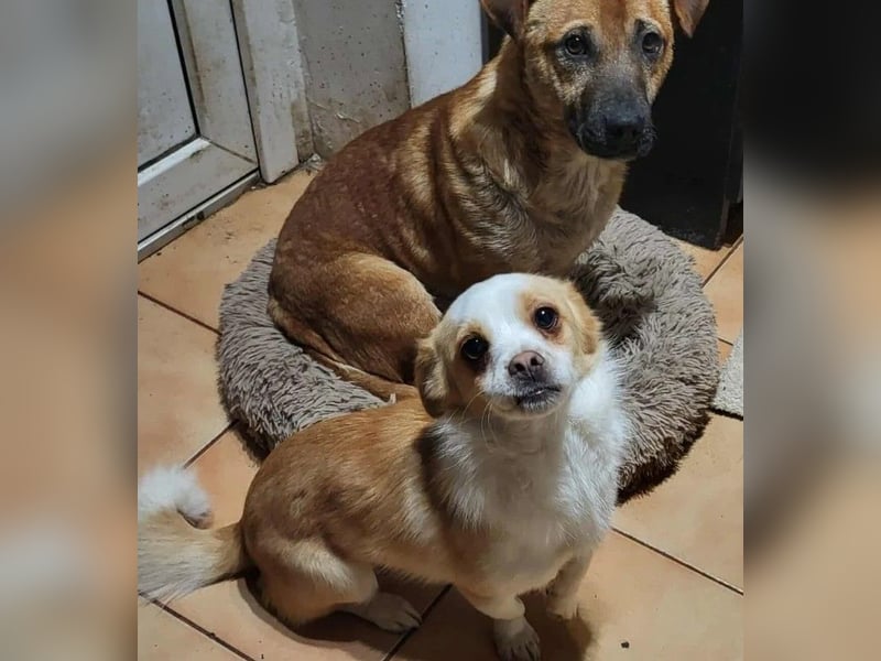 MANUEL - braucht sein eigenes Körbchen