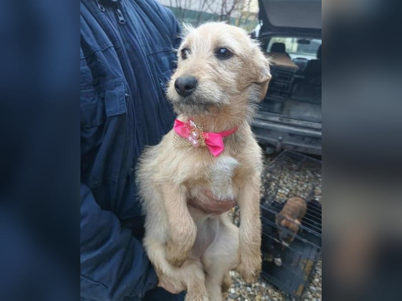 KARMA - kleines fröhliches Mädchen *reserviert*