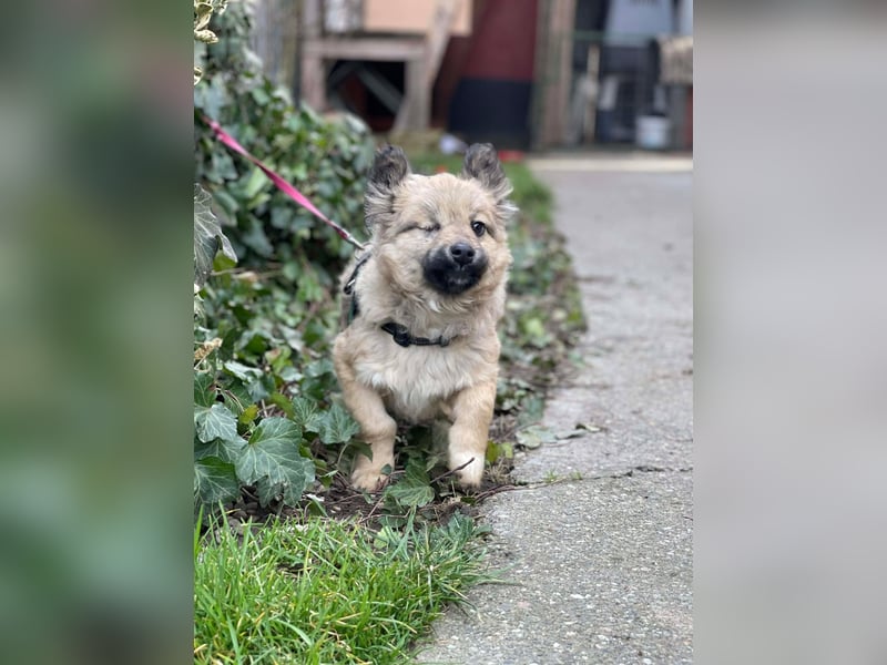 LUPIN - einäugiger Schatz sucht seine Menschen