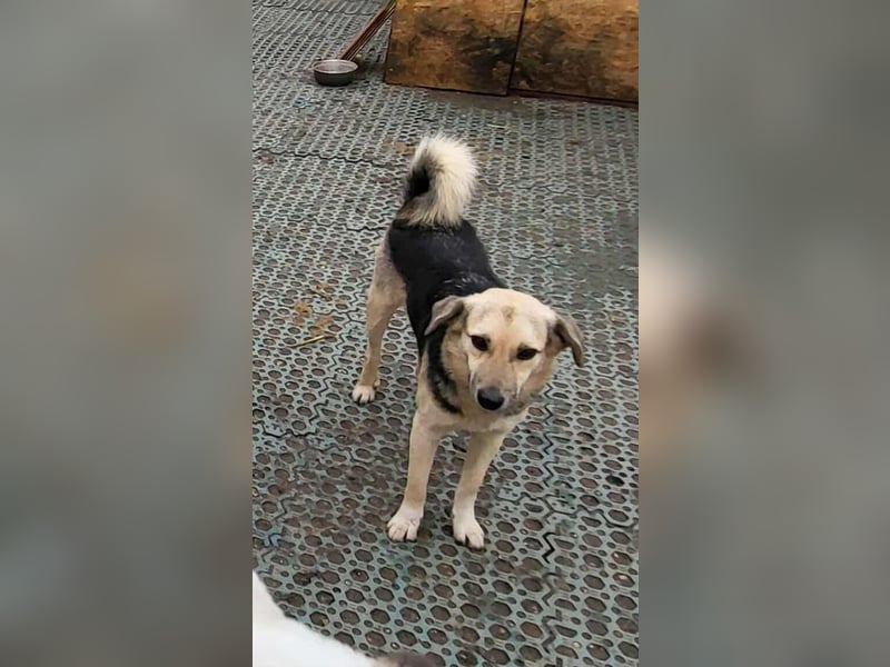 ANNIE - Traumzuhause gesucht