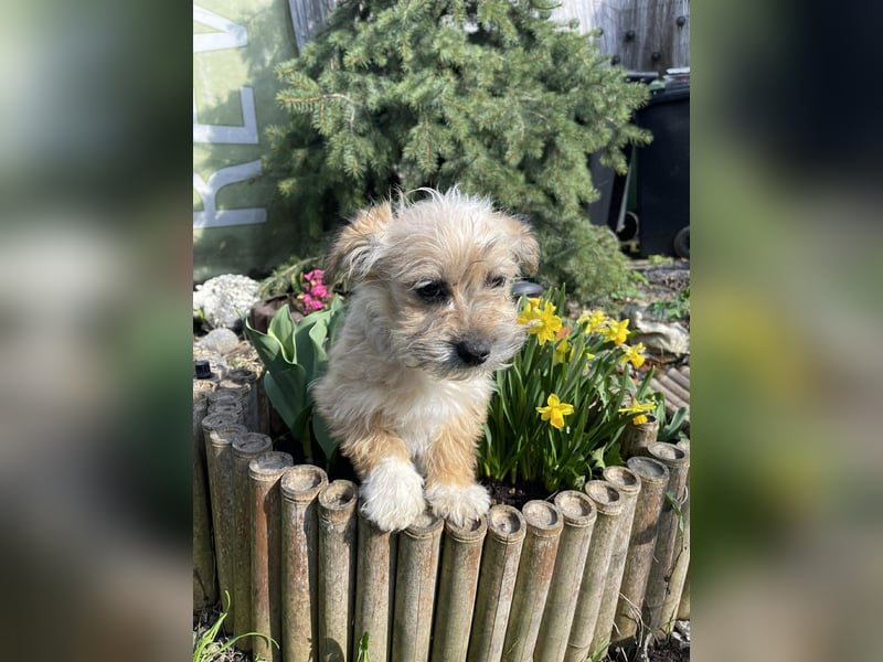 PEANUT - kleine Frohnatur sucht ihre Menschen