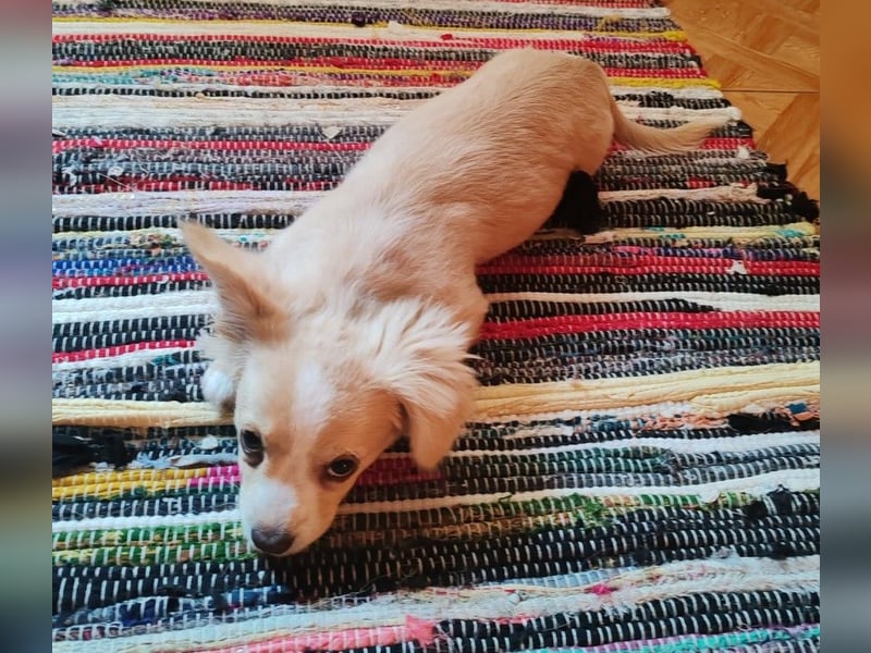 ZIZIE - liebevolles Hundekind