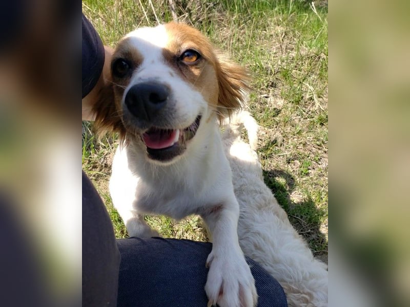 ILA - sanfte Seele sucht ihre Menschen