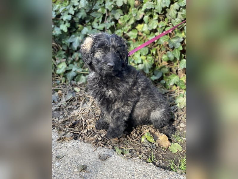 JAKE - süßer Zottel sucht seine Menschen