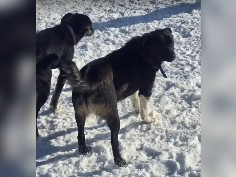 BONO - sucht sein Für-immer-Zuhause *reserviert*