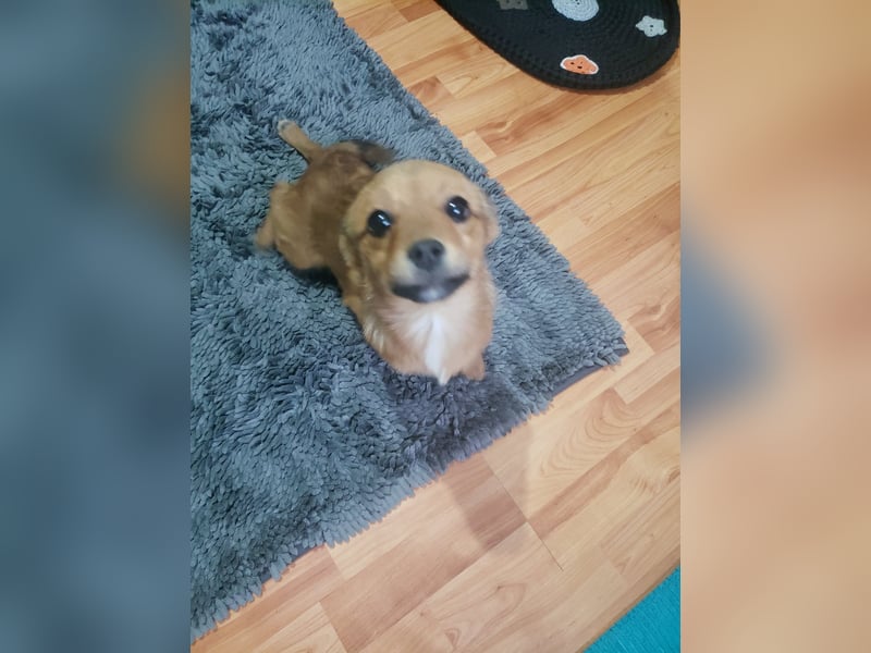 TOTO - kleine Frohnatur *reserviert*