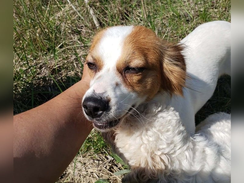 ILA - sanfte Seele sucht ihre Menschen