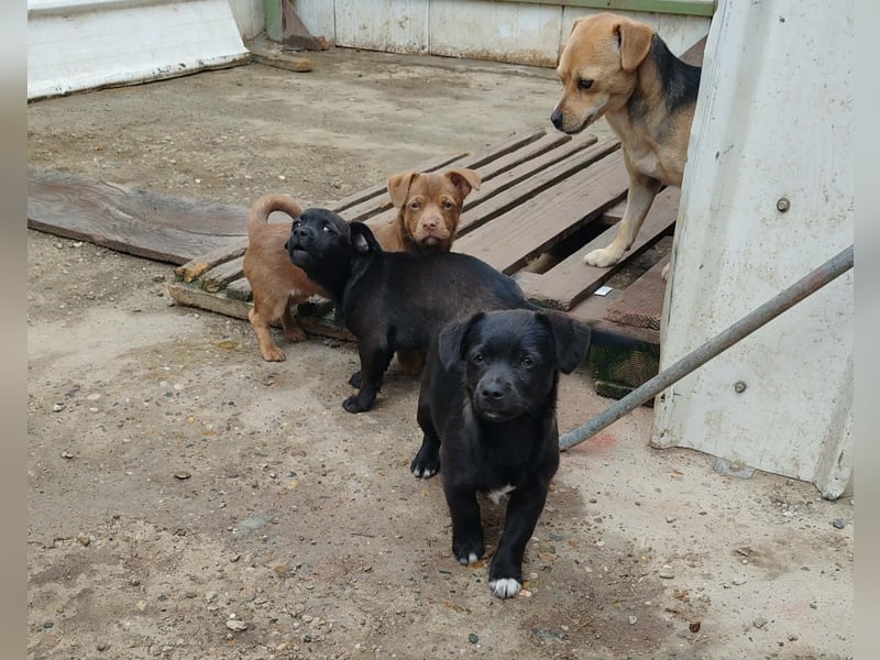 LEVON - darf er mit dir die Welt entdecken?