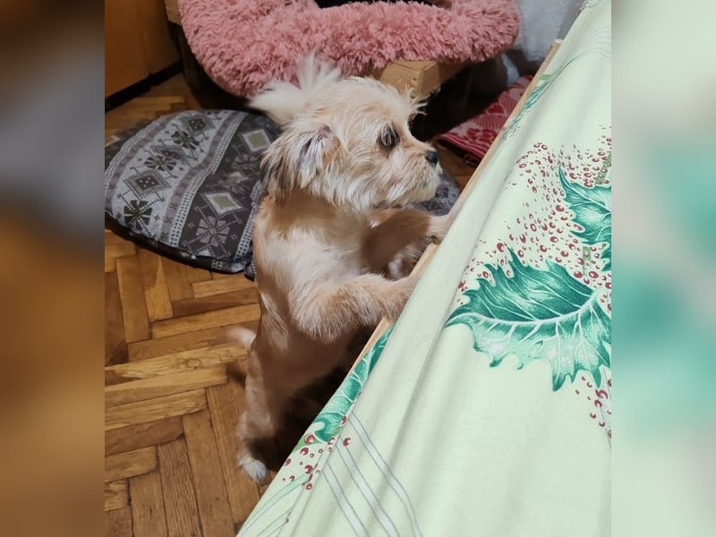 PIXEL - Traumzuhause gesucht