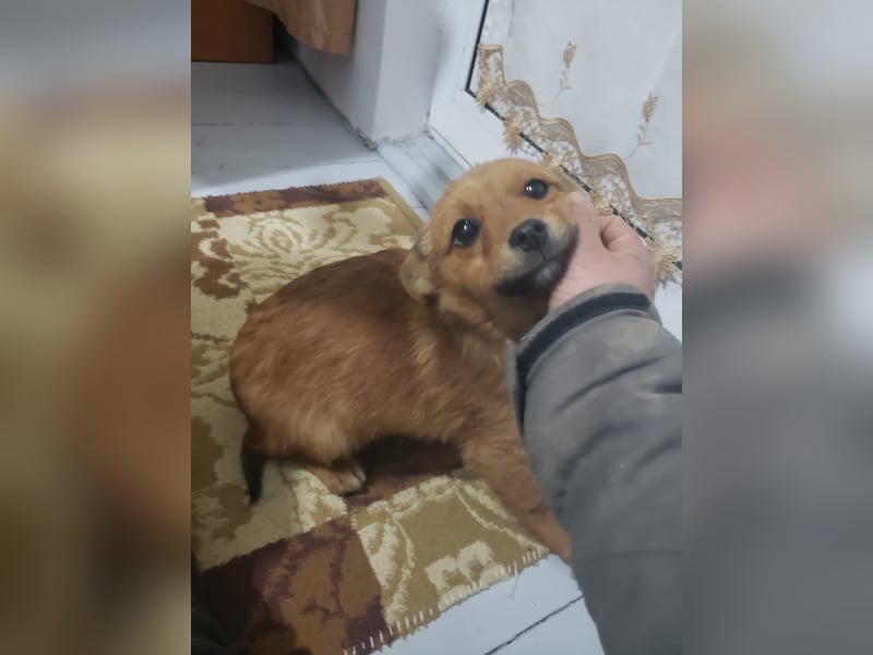 TOTO - kleine Frohnatur *reserviert*