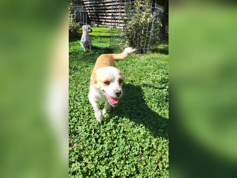 MANUEL - braucht sein eigenes Körbchen