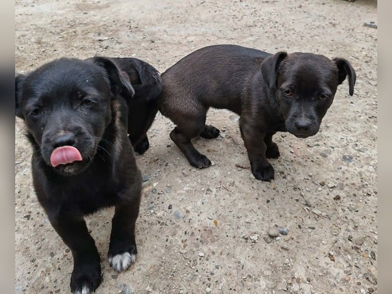 LORIS - Traumzuhause gesucht