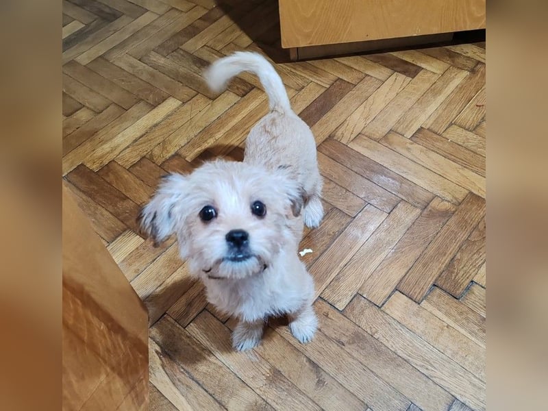 PIXEL - Traumzuhause gesucht