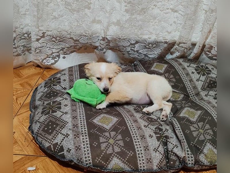 MAGGIE - kleine Hundedame